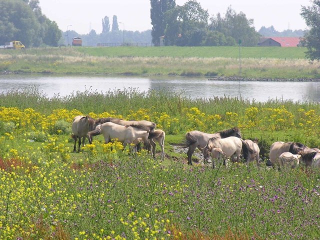 palmerswaard_rijnoever-paarden-paula_goudswaard.jpg